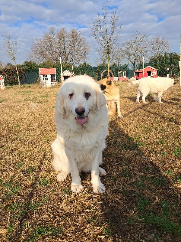 Vit@, cagnolona dolcissima in cerca di una bella famiglia Foto 6